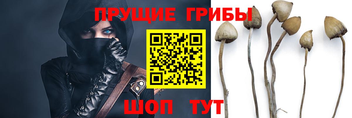 Псилоцибиновые грибы Psilocybe Тверь